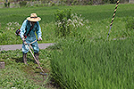 田んぼの畦の草刈り